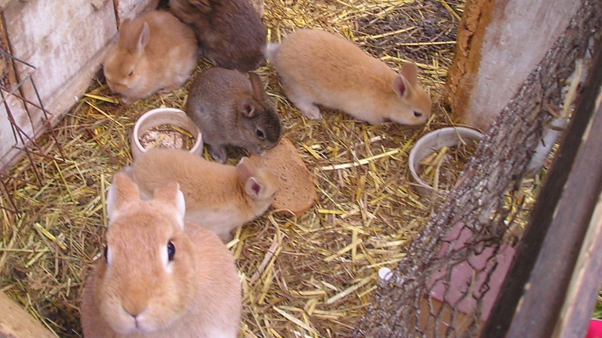 Familienferien Bauernhof im Oberpfälzer Wald Ponyreiten Oberpfalz